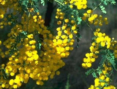 Description: https://3.bp.blogspot.com/-5NLYLOZL9y0/UEptcLA9UXI/AAAAAAAABSY/5SoA7cEJI0Y/s640/27+5+mimosa-05.jpg