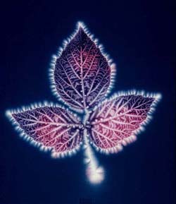 20100403-falevel-kirlian