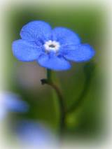 http://lissza.hu/wp-content/uploads/2006/04/nefelejcs.jpg